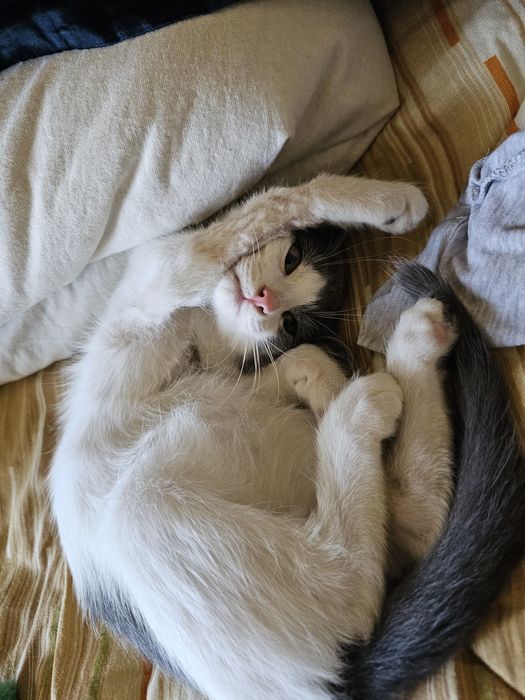 Мъжко коте за осиновяване