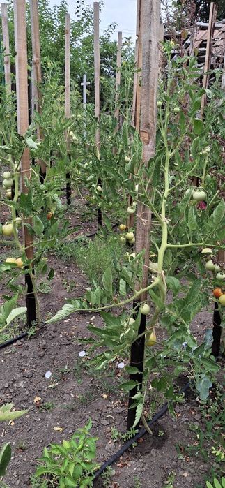 Zacusca de vinete cu ciuperci, bio