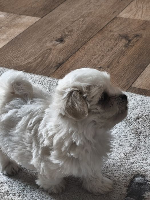 Малтийска болонка