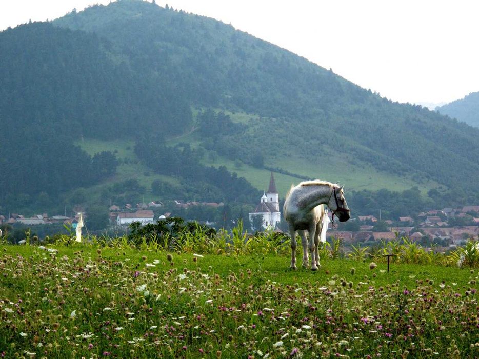 Rasinari Teren superb vedere munti