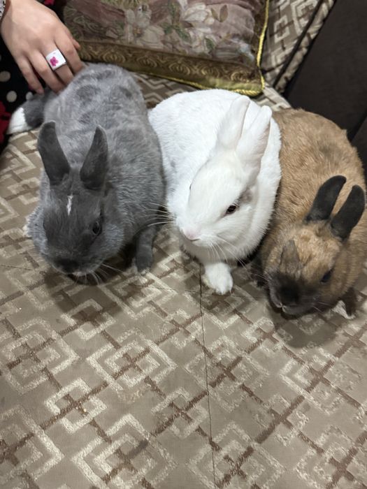 Недерланиской қулоғи тикка карлик қуён