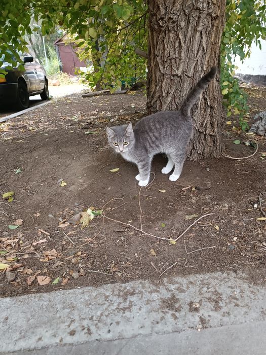 Отдам котенка в хорошие руки