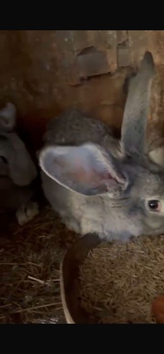 Продам кроликов   6000