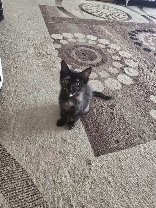 Котёнок  (девочка) в добрые руки