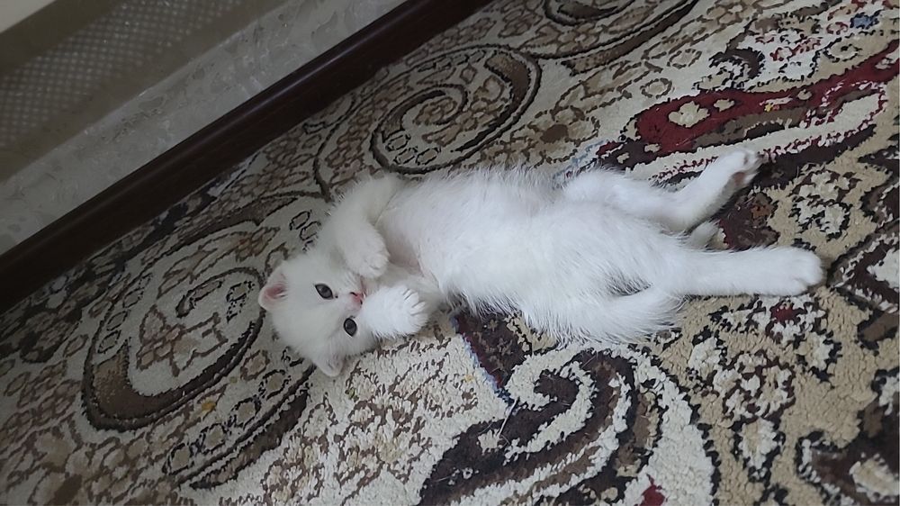 Прадаётся кошка скотиш фолд