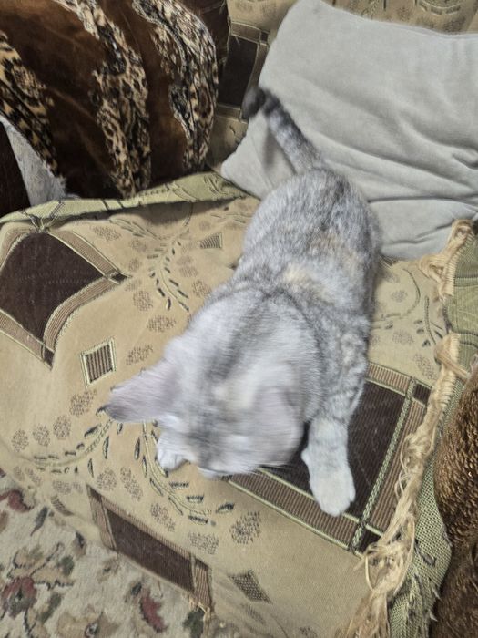 Отдам кошечку в добрые руки