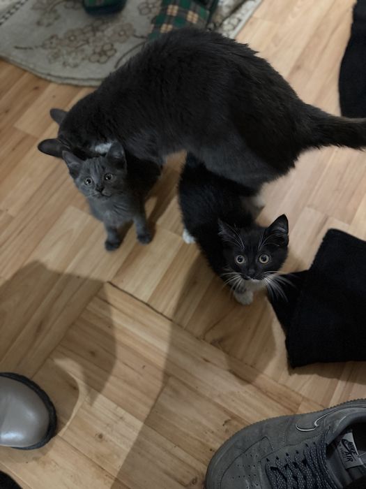 Отдам котят мальчики