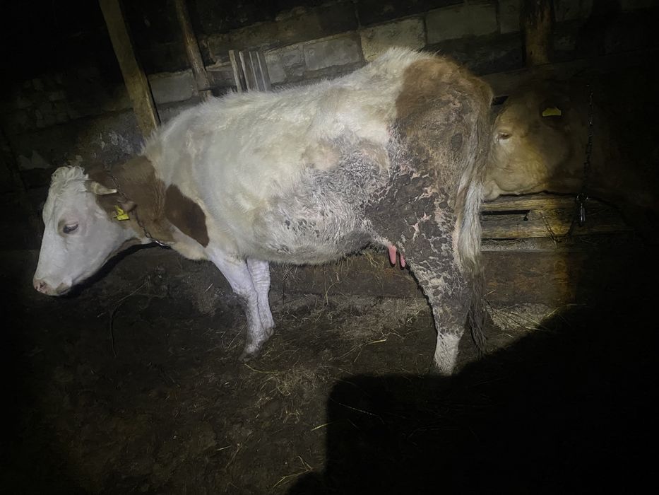 Продам Две коровы!