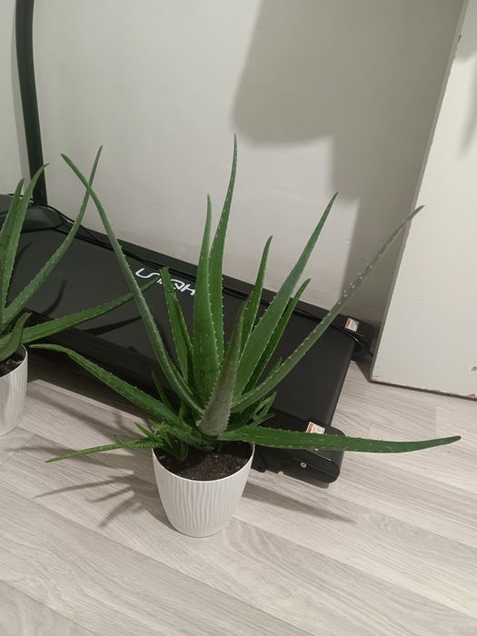 Продается 3 алое