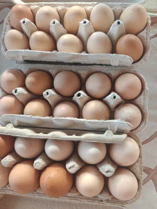 Ouă proaspete de casă  în Lugoj