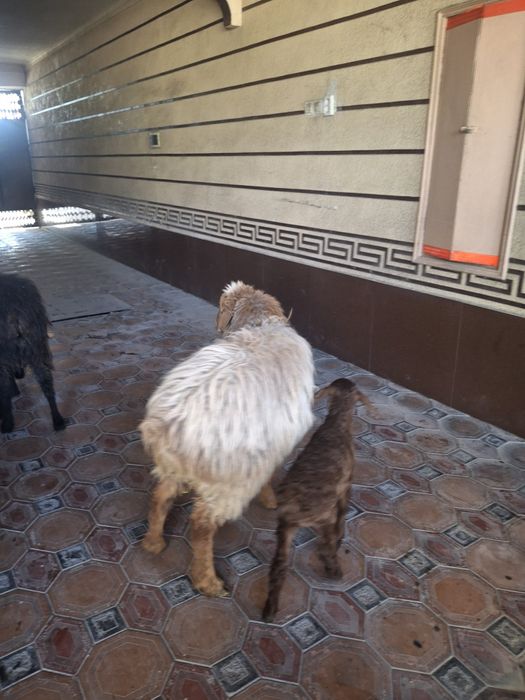 Қой қозысымен тусак