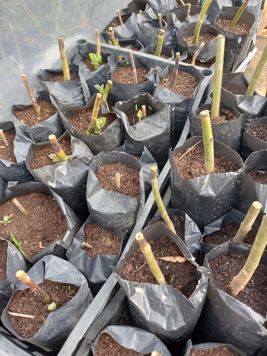 Paulownia Clona Carpatica Butasi Lemnificat