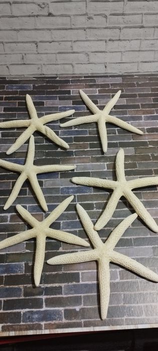 Звезда морская белая