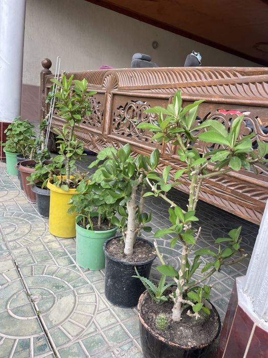 Гулдер сатылады