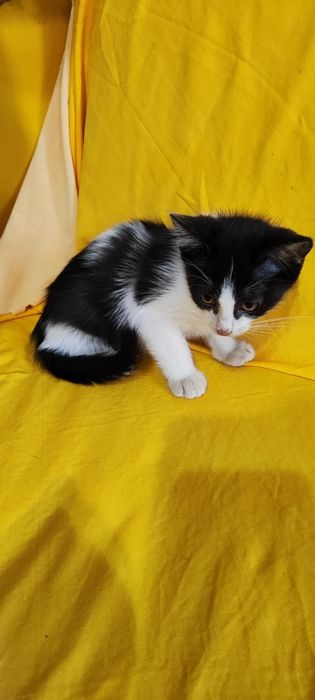 Котята бесплатно