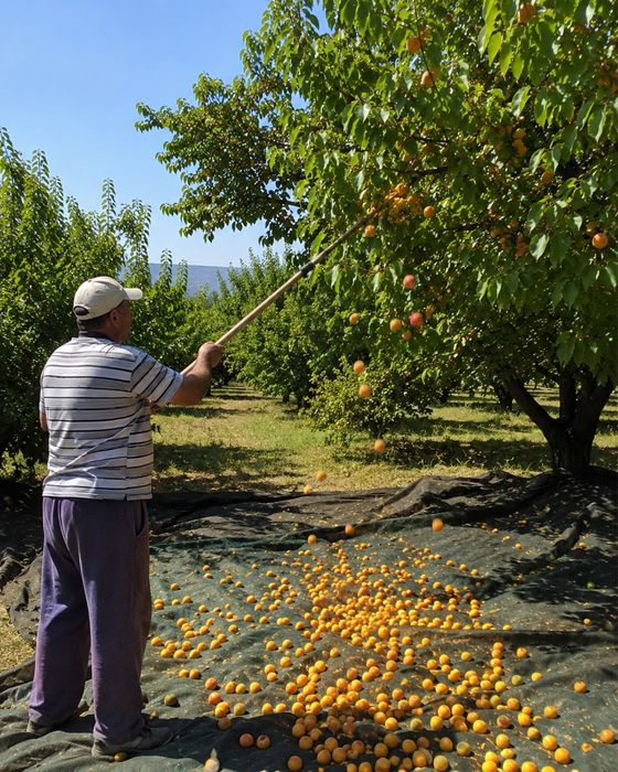 Caise pentru țuică direct de la producător producție 2026