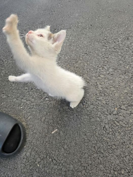 Отдам котенка в добрые руки