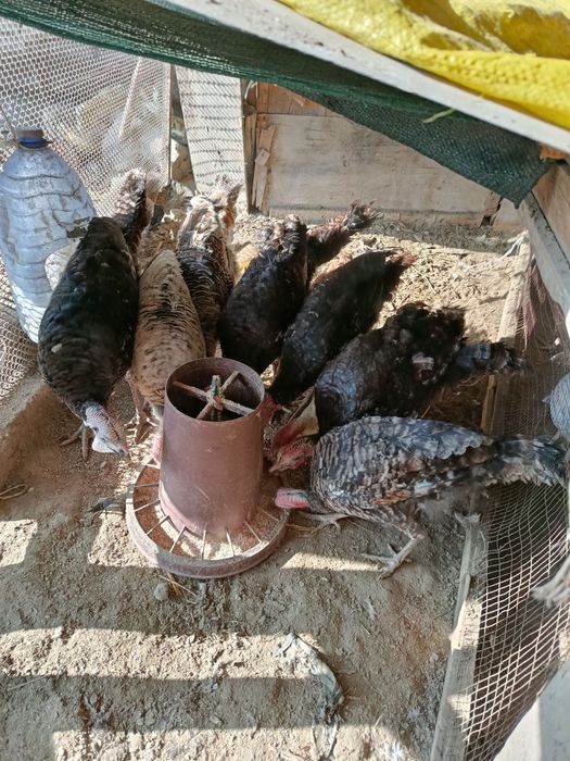 Kurka индук сотилади