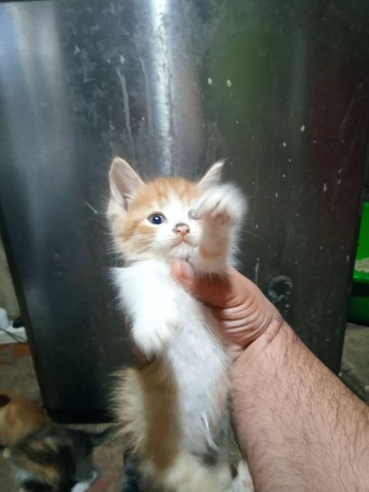 Кошки бесплатно...