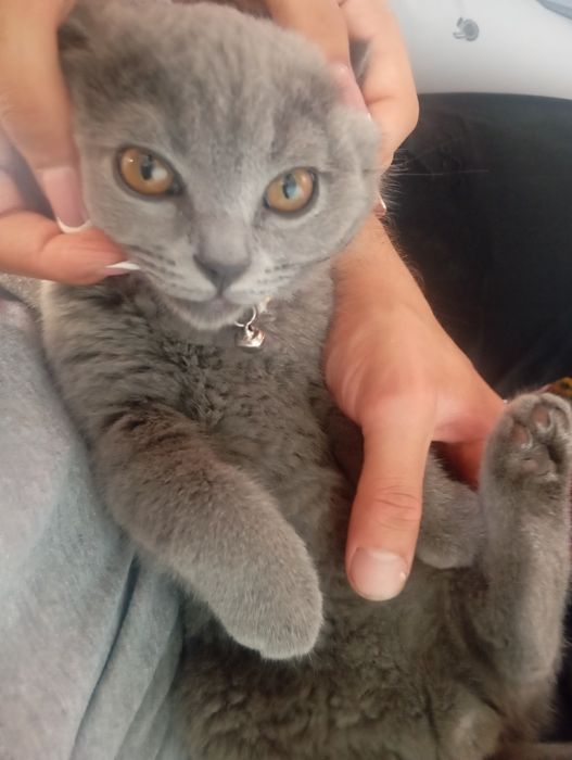 Серий котик мальчик