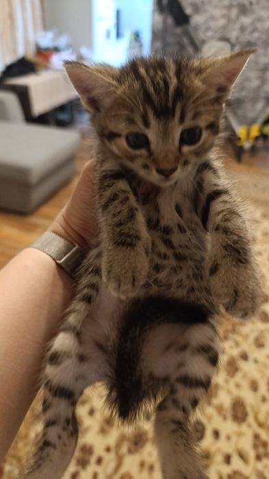 Отдам котенка мальчика