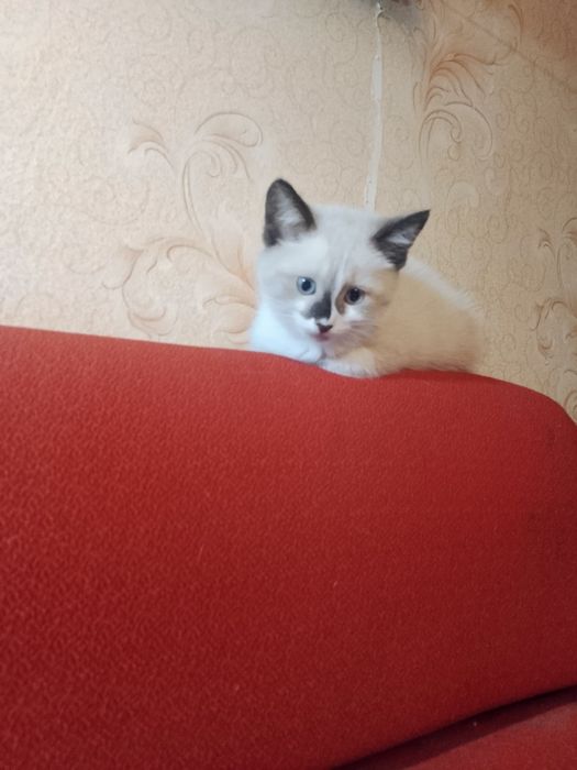 Котята с доставкой
