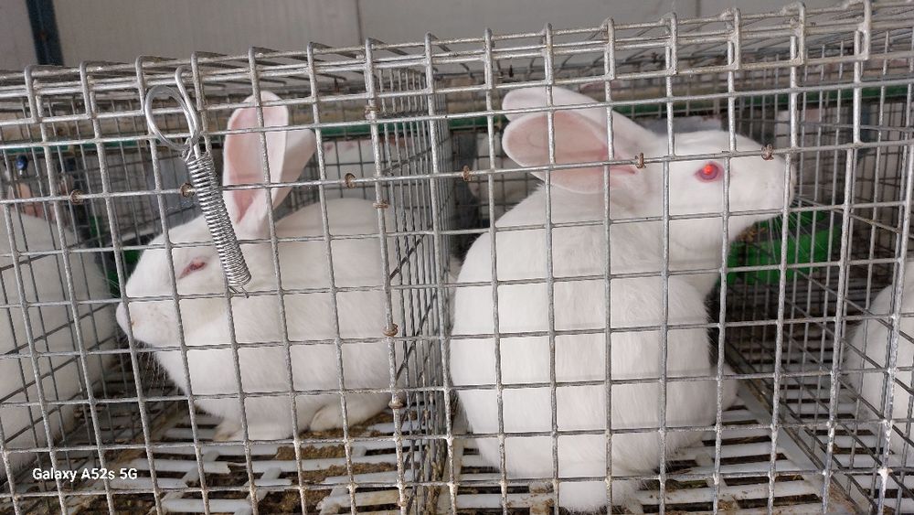 Vînd iepuri hycoli francez începând de la 2-6luni,