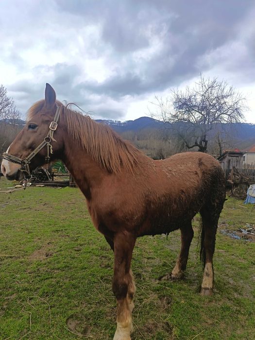 Vând cai cuminți mai multe detalii la telefon