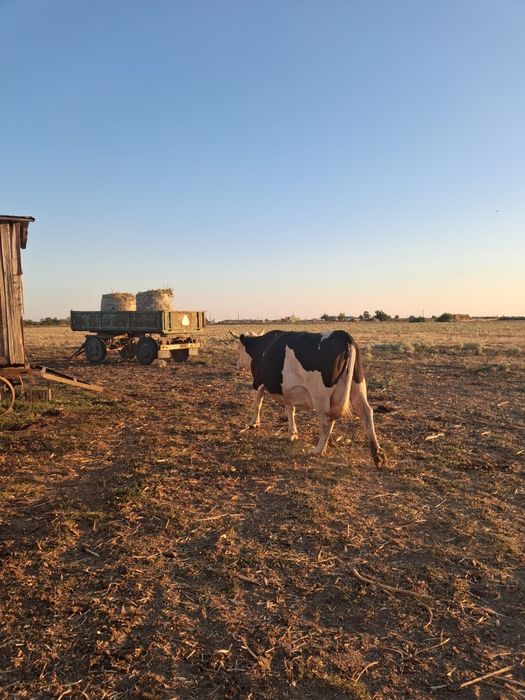 Vaca de vazare !!!