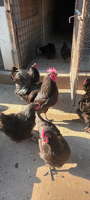 Vand un cocos australorp tanar.