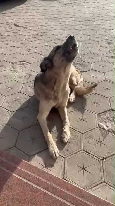 Чья потеряшка? Хозяин, забери!
