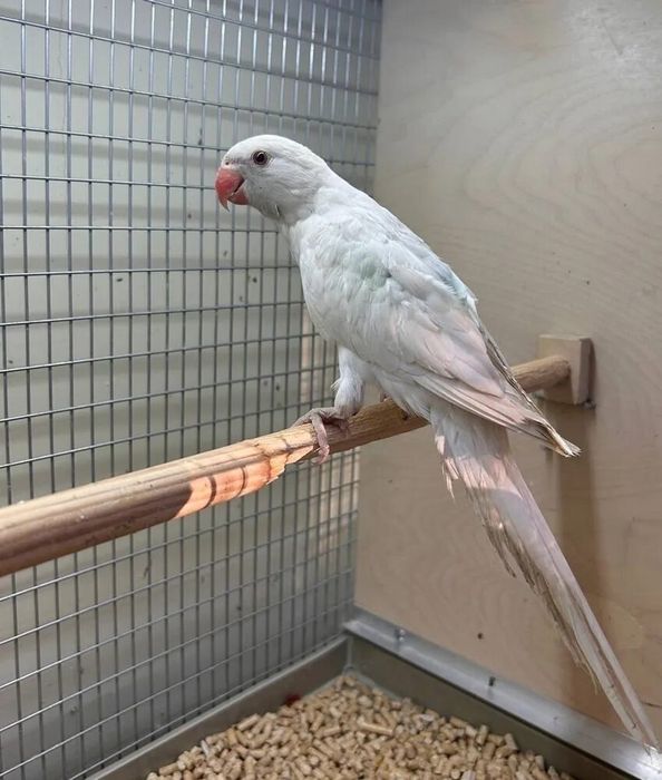 Ожирелевый попугай пара