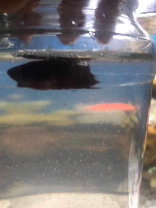 Pitishok baliq sotiladi xamasi 200000