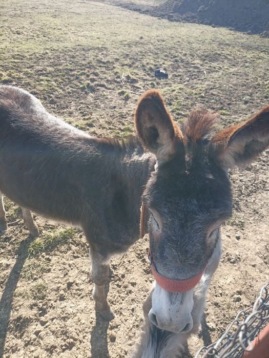 Vând măgăriță, în vârstă de doi ani.”
