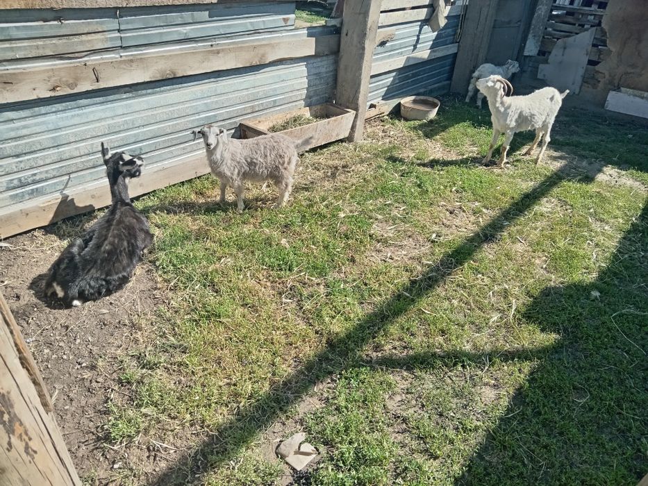 Продам 2козы, 2 козочки