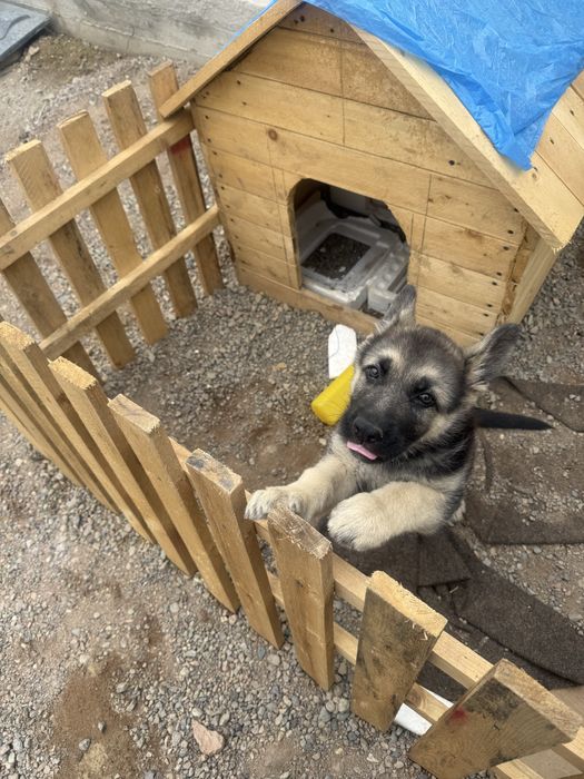 Продам щенка немецкой овчарки