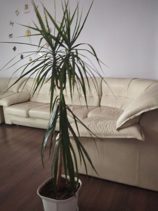 Драцена комнатная пальма