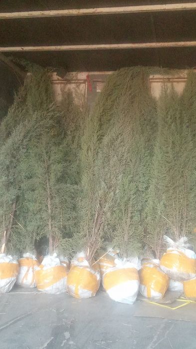 galiboy gepars.3mt  sasna koʻchat i3mt  . majvinik archa lar Qrim sasn