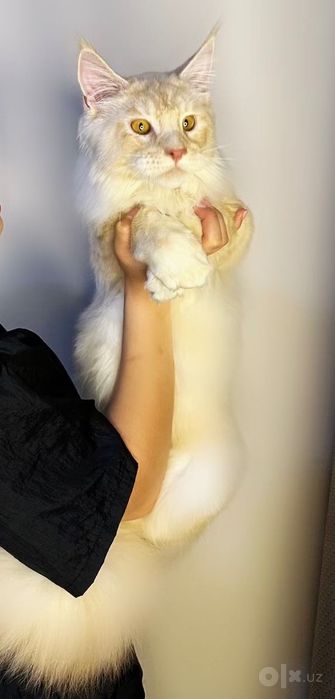 Main coon мальчик