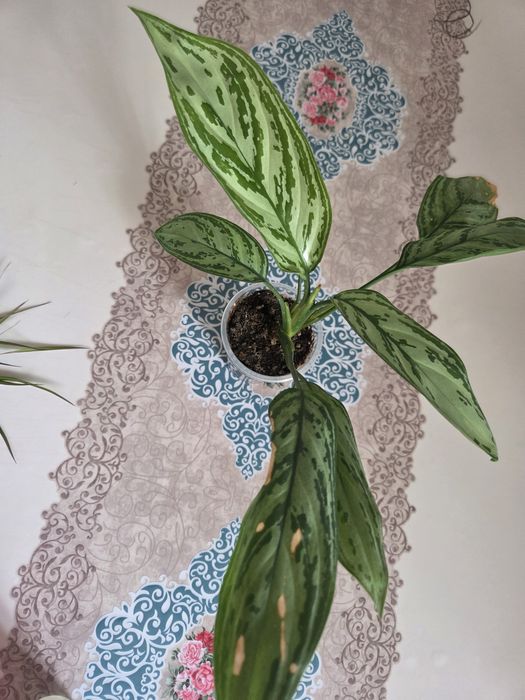 Продам не дорого