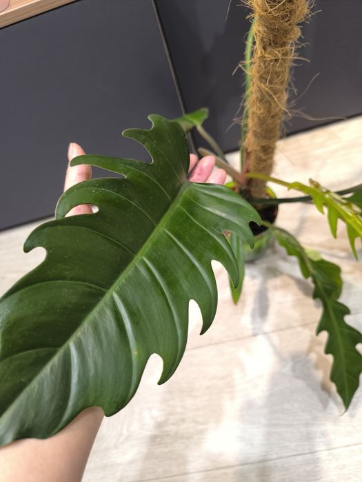 Продаю филодендрон карамель