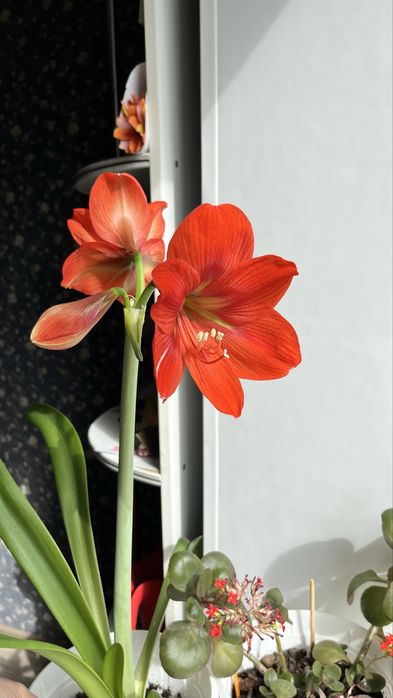 Продам Гиппеаструм