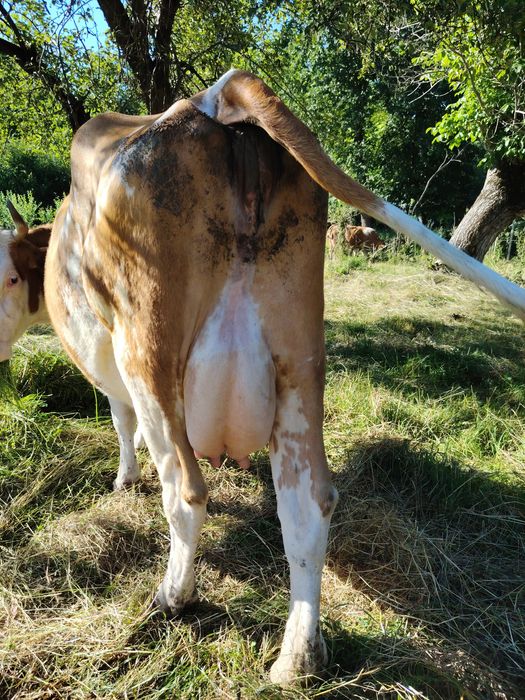 Vaca+ vițel mascul
