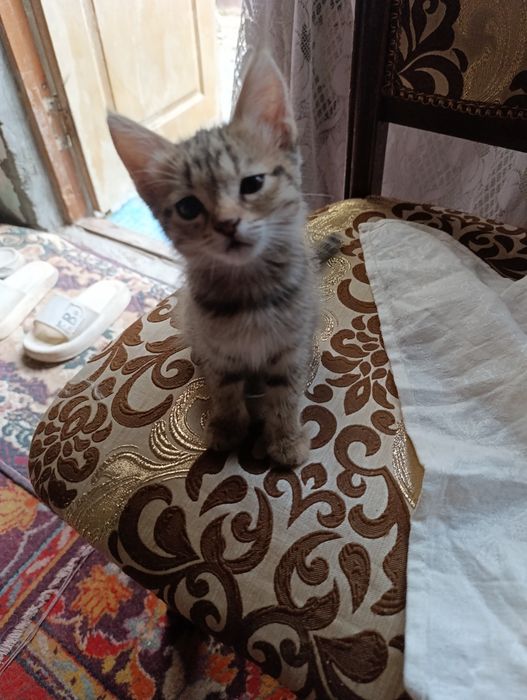 Отдам даром котят в любящие руки
