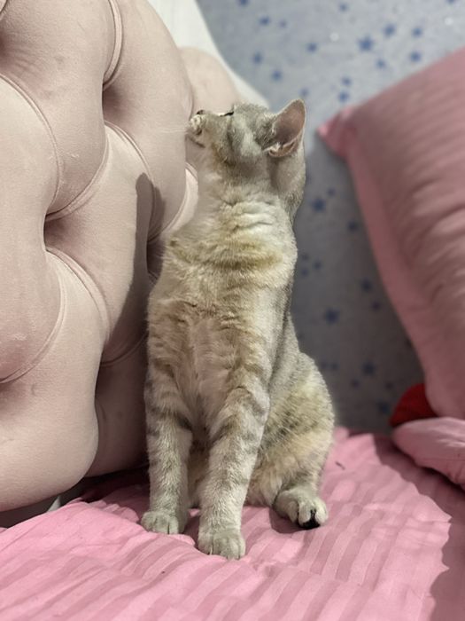 serebristiy shinshilla 10 oylik