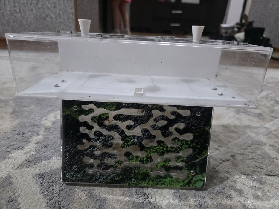 Формикарий для муравьёв