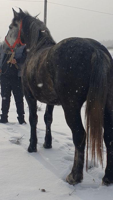 Mânză de 4 ani de vânzare