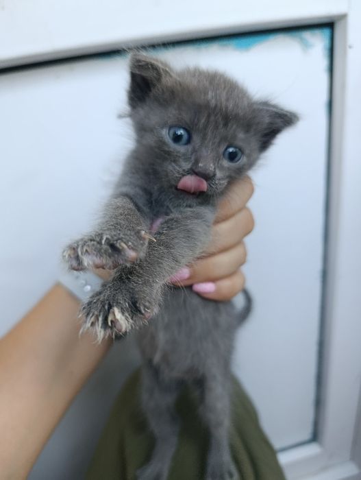 Пристраиваю котят