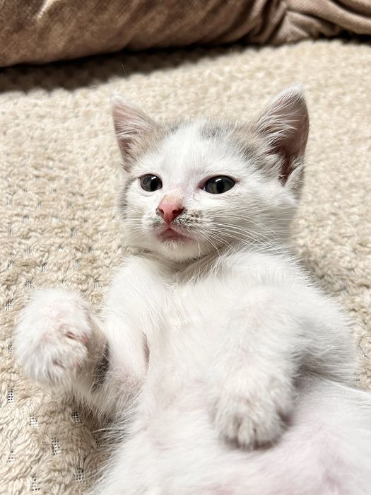 Котенок мальчик .