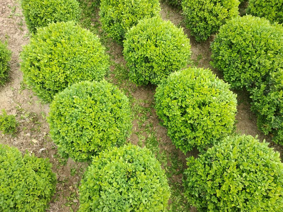 Shamshod kochat sotiladi